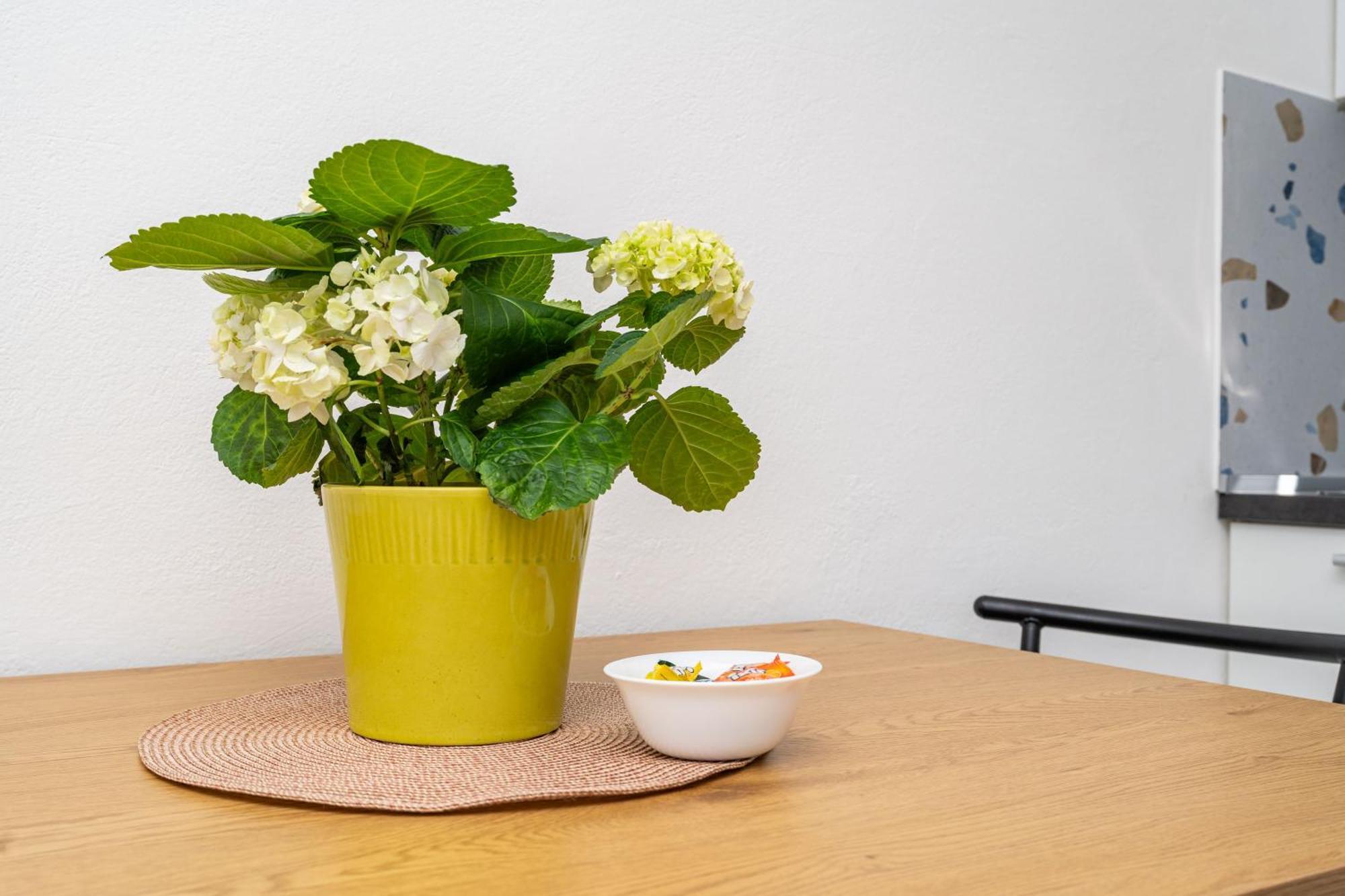 Apartment Fiorenini Mlini Eksteriør billede
